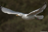 1cy argenteus in August, ringed in Belgium. (90559 bytes)