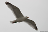 1cy argenteus in August, ringed in Belgium. (90559 bytes)