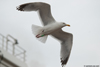 1cy argenteus in August, ringed in Belgium. (90559 bytes)