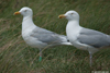 1cy argenteus in August, ringed in Belgium. (90559 bytes)