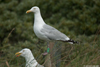 1cy argenteus in August, ringed in Belgium. (90559 bytes)