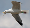 1cy argenteus in August, ringed in Belgium. (90559 bytes)