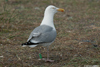 1cy argenteus in August, ringed in Belgium. (90559 bytes)
