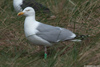 1cy argenteus in August, ringed in Belgium. (90559 bytes)