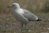 1cy argenteus in August, ringed in Belgium. (90559 bytes)