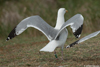 1cy argenteus in August, ringed in Belgium. (90559 bytes)