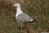 1cy argenteus in August, ringed in Belgium. (90559 bytes)