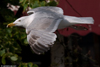 Herring Gull