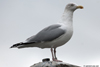 Herring Gull