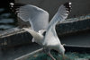 Herring Gull