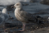 adult argenteus in October, ringed in Belgium. (60142 bytes)
