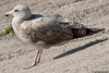 2cy argenteus in July, ringed in Belgium. (65600 bytes)