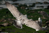 adult argenteus in October, ringed in Belgium. (60142 bytes)