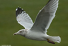 adult argenteus in October, ringed in the Netherlands. (79042 bytes)