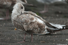 adult argenteus in October, ringed in Belgium. (60142 bytes)