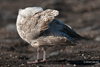 adult argenteus in October, ringed in Belgium. (60142 bytes)