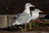 sub-adult argenteus in October, ringed in the Netherlands. (40827 bytes)