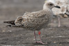 1cy argenteus in August, ringed in Belgium. (90559 bytes)