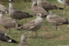 1cy argenteus in August, ringed in Belgium. (90559 bytes)