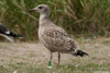 1cy argenteus in August, ringed in Belgium. (90559 bytes)