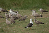 1cy argenteus in August, ringed in Belgium. (90559 bytes)