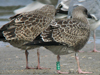 1cy argenteus in August, ringed in Belgium. (90559 bytes)