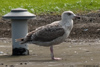 2cy argentatus in July, ringed in Finland. (77057 bytes)