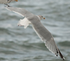 1cy argenteus in August, ringed in Belgium. (90559 bytes)