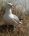 1cy argenteus in August, ringed in Belgium. (90559 bytes)