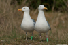 1cy argenteus in August, ringed in Belgium. (90559 bytes)