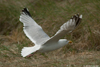 1cy argenteus in August, ringed in Belgium. (90559 bytes)
