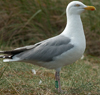 1cy argenteus in August, ringed in Belgium. (90559 bytes)
