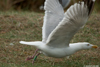 1cy argenteus in August, ringed in Belgium. (90559 bytes)
