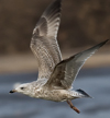 2cy argenteus in October, ringed in the Netherlands. (78696 bytes)