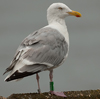 1cy argenteus in August, ringed in Belgium. (90559 bytes)