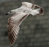 1cy argenteus in August, ringed in Belgium. (90559 bytes)