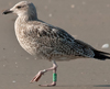 1cy argenteus in August, ringed in Belgium. (90559 bytes)