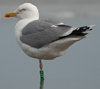 1cy argenteus in August, ringed in Belgium. (90559 bytes)