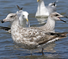 2cy argentatus in July. (76431 bytes)