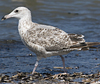 2cy argentatus in July. (76431 bytes)