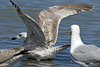 2cy argentatus in July. (76431 bytes)