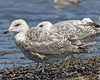 2cy argentatus in July. (76431 bytes)