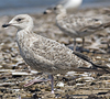 2cy argentatus in July. (76431 bytes)