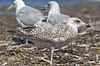 2cy argentatus in July. (76431 bytes)