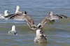 2cy argentatus in July. (76431 bytes)