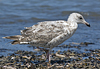 2cy argentatus in July. (76431 bytes)