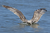 2cy argentatus in July. (76431 bytes)