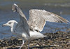 2cy argentatus in July. (76431 bytes)