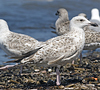 2cy argentatus in July. (76431 bytes)