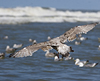 2cy argentatus in July. (76431 bytes)